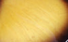 1975 Gibson ES-335 TD, Sunburst