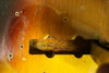 1960 Fender "Stack Knob" Jazz Bass, Sunburst