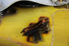 1966 Fender Precision Bass, Sunburst